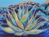 Agave Sunset